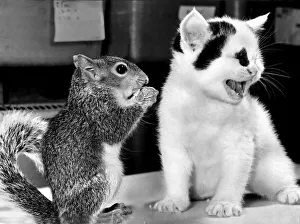 Snoopy the six week old squirrel Snoopy the six week old squirrel