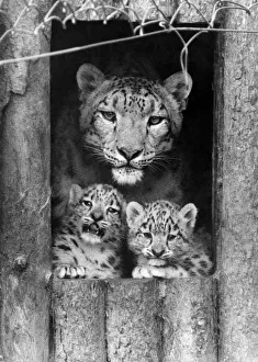 Snow leopard cubs and their mum which belong to John Aspinall Snow leopard cubs and their mum which belong to John Aspinall