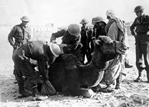 Tobruk Collection: Soldiers of the Kings Own regiment searching the camel saddle-bags of a Bedouin