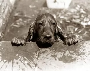 Spaniel Dog takes a dip - June 1986