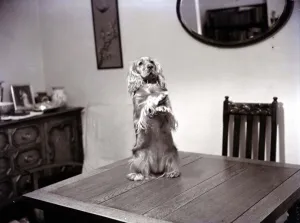 A Spaniel standing on hind legs on table Dog dogs November 1951 A Spaniel standing on hind legs on table Dog dogs November 1951