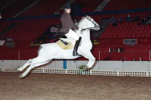 Images Dated 11th October 1989: The Spanish Riding School rehearsing for their opening night at Wembley