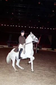 Images Dated 11th October 1989: The Spanish Riding School rehearsing for their opening night at Wembley