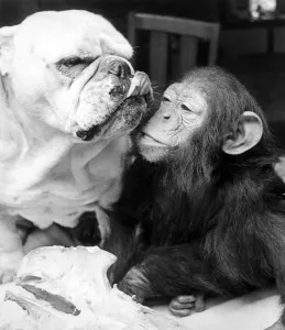 Sparky the chimp snuggles up beside Sue the bulldog at Southam zoo, Warwickshire Sparky the chimp snuggles up beside Sue the bulldog at Southam zoo, Warwickshire