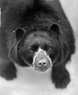 Spectacled bear Pedro, whose eye 'glasses', like some others of his breed
