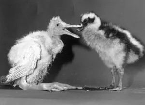A Spoonbill and Cereopsis goose chicks at Birdworld. March 1989 A Spoonbill and Cereopsis goose chicks at Birdworld. March 1989