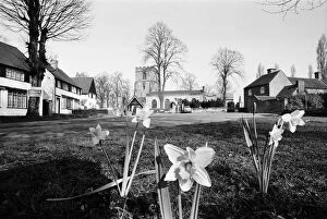 Fob1971 Gallery: Spring Daffodils bloom on the village green at Kingswinford, Staffordshire, West Midlands