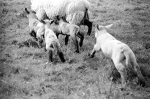 Spring lambs in Kent. January 1975 75-00492-004