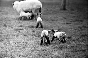 Images Dated 6th January 1975: Spring lambs in Kent. January 1975 75-00492-009