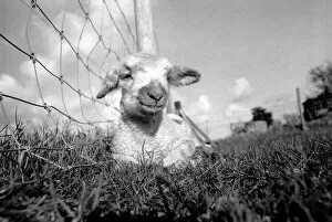 Images Dated 6th January 1975: Spring lambs in Kent. January 1975 75-00492-010