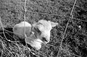 Images Dated 6th January 1975: Spring lambs in Kent. January 1975 75-00492-011