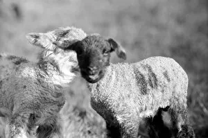 Spring lambs in Kent. January 1975 75-00492-012