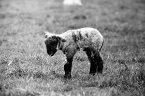 Spring lambs in Kent. January 1975 75-00492-014