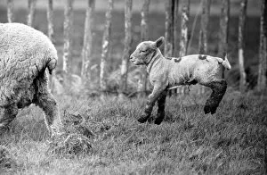 Images Dated 6th January 1975: Spring lambs in Kent. January 1975 75-00492-015