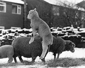 Spring Lambs: Spring is sprung in the fields-that's what these frisky lambs are Spring Lambs: Spring is sprung in the fields-that's what these frisky lambs are