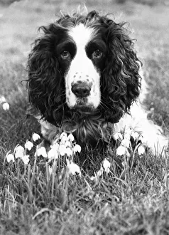 A Springer Spaniel enjoying the first signs of spring A Springer Spaniel enjoying the first signs of spring
