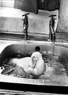 Squeak gets a lesson in the sink. September 1989