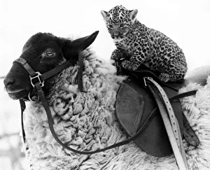 Squire the jaguar enjoys a ride on Lady jane the sheep January 1980 Squire the jaguar enjoys a ride on Lady jane the sheep January 1980