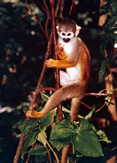 A squirrel monkey climbing trees in the Amazon rainforest January 1990 A squirrel monkey climbing trees in the Amazon rainforest January 1990