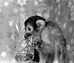 Images Dated 29th January 1976: A Squirrel Monkey at Twycross Zoo enjoying a sweet treat. 29th January 1976