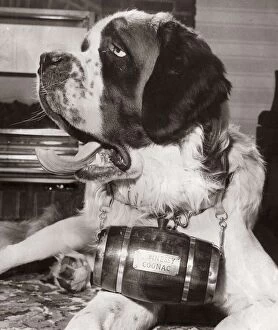 00154 Gallery: St Bernard Dog - January 1968 with a barrel of Hennessy Cognac around his neck