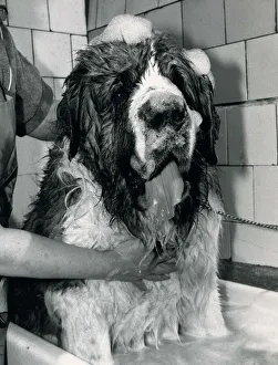 St Bernard Dog Schnorbitz owned Bernie Winters is being bathed by a dog grooming expert St Bernard Dog Schnorbitz owned Bernie Winters is being bathed by a dog grooming expert