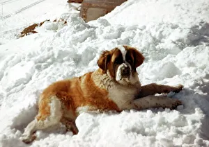A St Bernard Dog in the snow September 1970 A St Bernard Dog in the snow September 1970