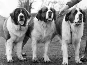 Three St. Bernards who have just qualified for Crufts Three St. Bernards who have just qualified for Crufts