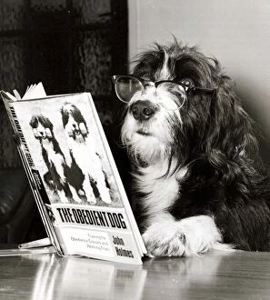Star dog Ben is shown here with glasses on, reading the book The Obidient Dog by John