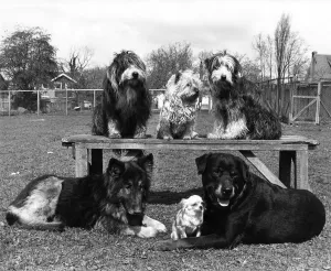 Star Line-Up some of Joan Woodgate's 25 dogs. May 1979 P006169 Star Line-Up some of Joan Woodgate's 25 dogs. May 1979 P006169