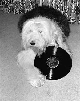 Images Dated 3rd February 1987: Star Struck.Effie the Sheepdog with a record of her favourite recording star '
