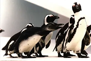 Steve the 5 month old Blackfooted Penguin was stolen from London Zoo by a group of young Steve the 5 month old Blackfooted Penguin was stolen from London Zoo by a group of young