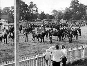 Images Dated 19th September 1970: Stokesley Agricultural Show. The bustle of the showring as the pony mares