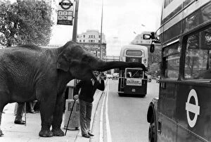 Stop here....Maureen the elephant, with Robert Brothers'