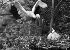 No Substitute for this Stork: As every child is led to believe No Substitute for this Stork: As every child is led to believe