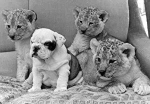 Images Dated 16th January 1973: Sue the bulldog is flanked by three lion cubs at Southam zoo, Warwickshire
