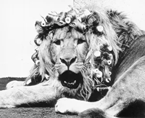 Sullivan the lion with his mane in curlers before appearing in a televison commercial for Sullivan the lion with his mane in curlers before appearing in a televison commercial for