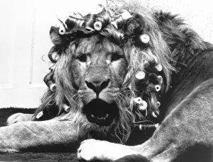 Sullivan the Lion sit in his cage with his hair in curlers at Knarsborough Zoo in Sullivan the Lion sit in his cage with his hair in curlers at Knarsborough Zoo in