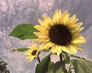 Images Dated 31st August 1998: Sunflowers sway in the wind in the new cooks garden at Ryton Organic Gardens