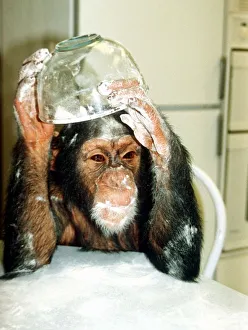 Suzie the chimp makes scones at Longleat Safari Park November 1990 Suzie the chimp makes scones at Longleat Safari Park November 1990