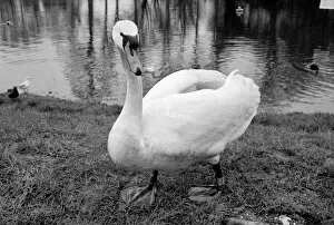 Images Dated 14th March 1975: Swan 'Fred'. March 1975 75-01450-008
