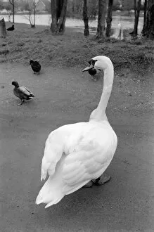 Images Dated 14th March 1975: Swan 'Fred'. March 1975 75-01450-012