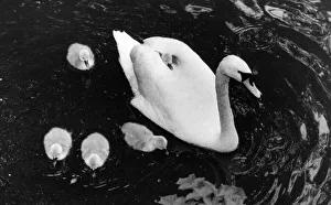 A swan giving one of her cygnets a ride on her back A swan giving one of her cygnets a ride on her back