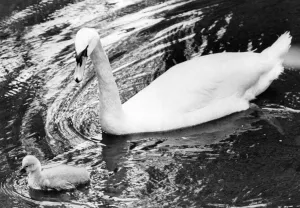 00047 Gallery: A swan swimming in the Ouseburn at Jesmond Dene with her cygnet