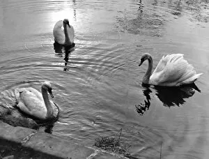 00047 Gallery: These three swans a serenely floating on Bolam Lake