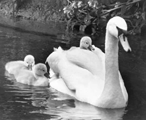 Images Dated 1st June 1983: This swimming larks is a bit too much like hard work as this cygnet gets a lift on mums
