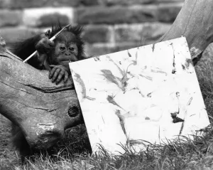 Sydney, a 2 year old orang-utan shows off a picture he painted Sydney, a 2 year old orang-utan shows off a picture he painted