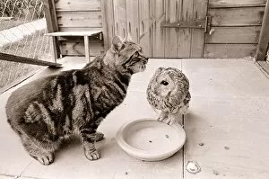 00136 Gallery: Tabby Cat with Owl March 1966
