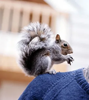 A tame squirell eating his nut on somebody's shoulder 1968 A tame squirell eating his nut on somebody's shoulder 1968