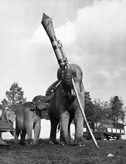 Images Dated 14th February 2008: Tamu, a twelve months old female baby elephant at the circus attempts to light the rocket